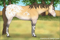 Horse Color:Buckskin Onyx Appaloosa