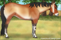 Horse Color:Bay Onyx 