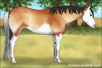 Horse Color:Bay Onyx Splash