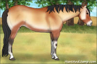 Horse Color:Bay Onyx 