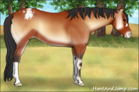 Horse Color:Bay Onyx Appaloosa 