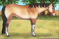 Horse Color:Bay Onyx 