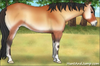 Horse Color:Bay Onyx 