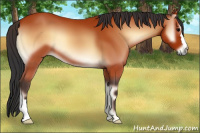 Horse Color:Bay Onyx 