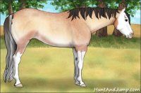 Horse Color:Bay Roan Onyx Splash 