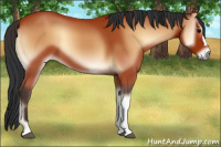 Horse Color:Bay Onyx 