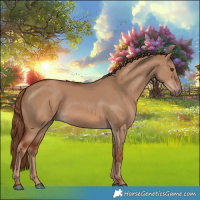 Horse Color:Red Dun 