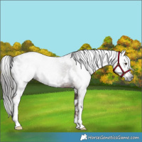 Horse Color:Gray White Spotted Liver Chestnut 