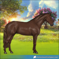 Horse Color:Gray Chestnut