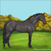 Horse Color:Black 