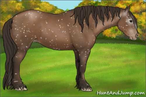 Horse Color:Gray Black Pearl Appaloosa 