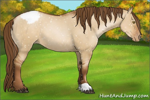 Horse Color:Gray Red Dun Pearl Appaloosa 