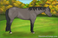 Horse Color:Grullo 