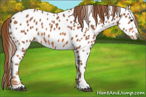 Horse Color:Chestnut Appaloosa 