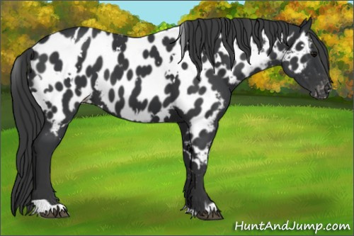 Horse Color:White Spotted Black Appaloosa 