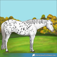Horse Color:Black Appaloosa 