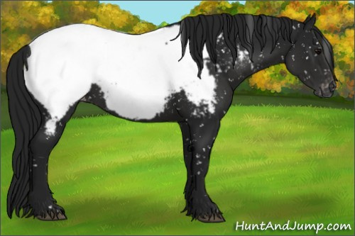 Horse Color:Gray Black Appaloosa 