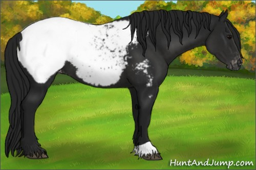Horse Color:Gray Black Appaloosa 