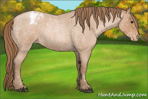Horse Color:Blue Roan Pearl Appaloosa 