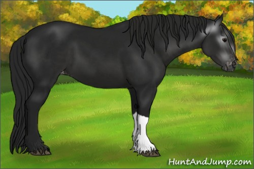 Horse Color:Gray Black Appaloosa 