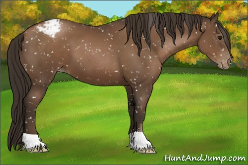 Horse Color:Gray Black Pearl Appaloosa 