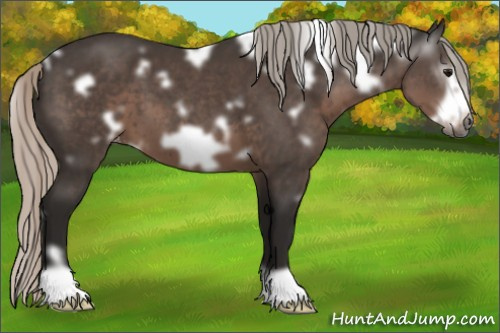 Horse Color:Gray White Spotted Silver Black Frame Appaloosa 