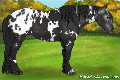 Horse Color:Gray White Spotted Black Appaloosa 