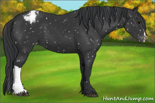 Horse Color:Black Appaloosa 