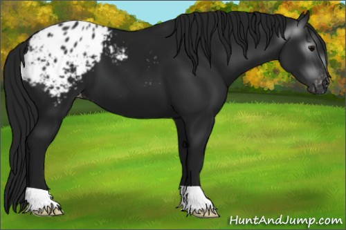 Horse Color:Gray Black Appaloosa 
