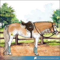 Horse Color:White Spotted Palomino Rabicano