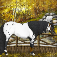 Horse Color:Black Appaloosa