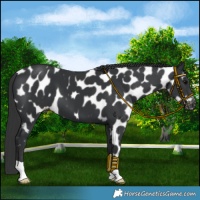 Horse Color:Black Near Leopard 