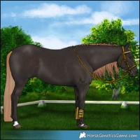 Horse Color:Liver Chestnut 