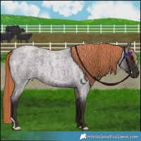 Horse Color:Liver Red Roan 