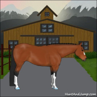 Horse Color:Gray Bay 