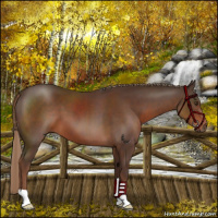 Horse Color:Liver Chestnut 