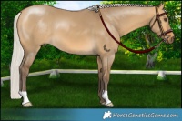 Horse Color:Silver Buckskin Dun