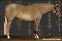 Horse Color:Chocolate Palomino 