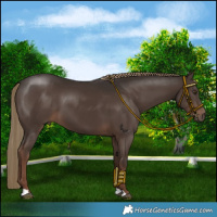 Horse Color:Liver Chestnut 