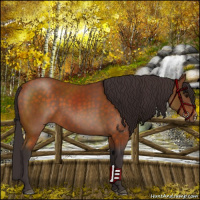 Horse Color:Buckskin 