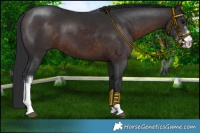 Horse Color:Brown Sabino 