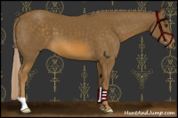 Horse Color:Chocolate Palomino 