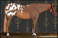 Horse Color:Chestnut Blanket 
