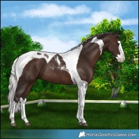 Horse Color:Silver Brown Splash Tobiano Rabicano