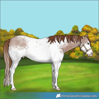 Horse Color:White Spotted Red Roan Splash 