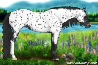 Horse Color:Black Appaloosa 