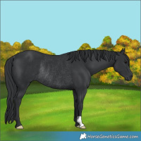 Horse Color:Black Rabicano 