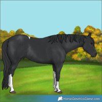 Horse Color:Black Tobiano Rabicano