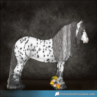 Horse Color:Black Appaloosa 