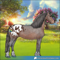 Horse Color:Bay Sabino Appaloosa 